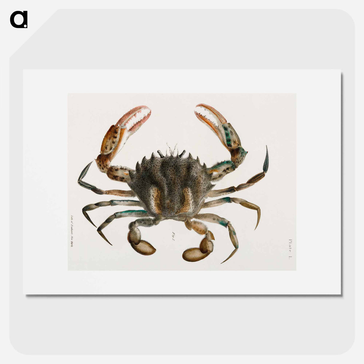 Lady Crab - ニューヨークの動物学 Poster.