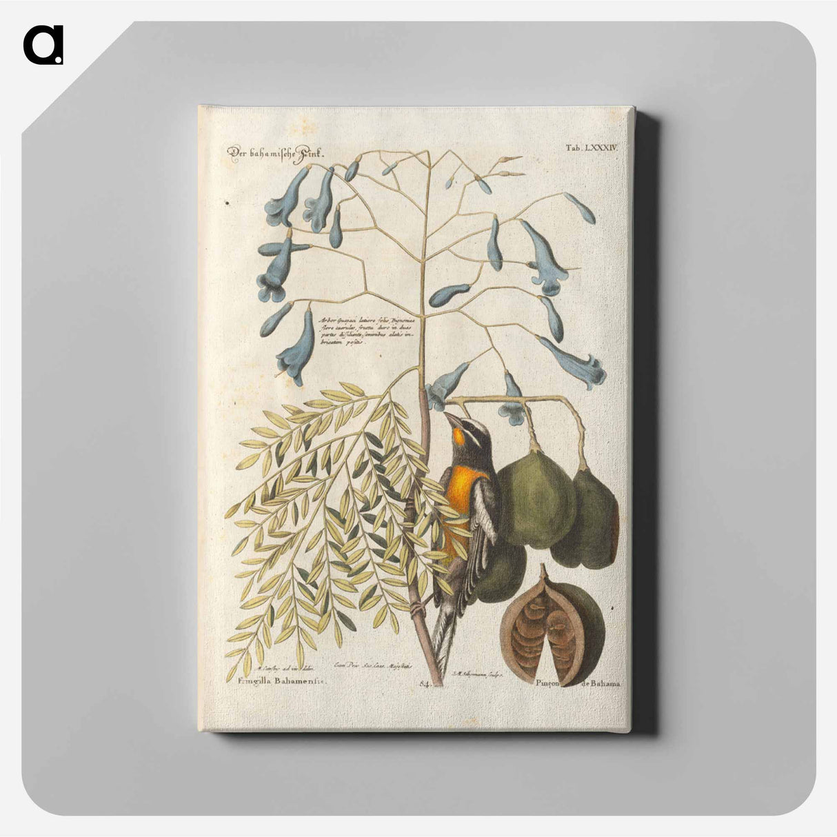 Bird and plants illustration - イー ララ Canvas.
