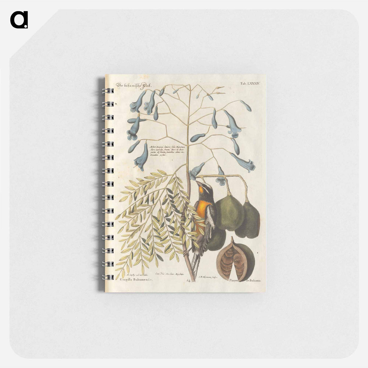 Bird and plants illustration - イー ララ Memo.