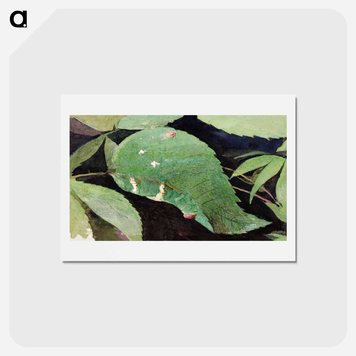 White Birch Leaf Edge Caterpillar - アボット ハンダーソン セイヤー Postcard.