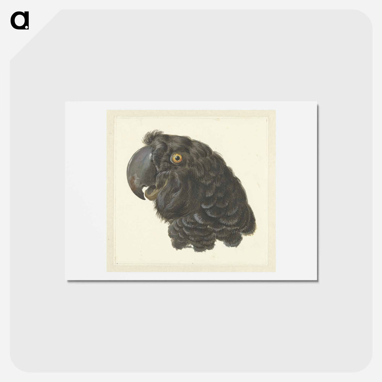 Head of a Cockatoo - アールト シューマン Postcard.