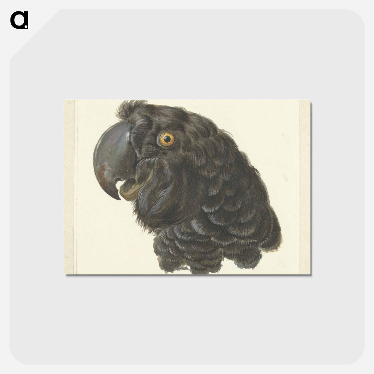 Head of a Cockatoo - アールト シューマン Postcard.