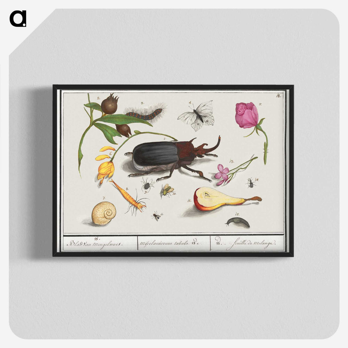 1-50_Anselmus-Boetius-de-Boodt_blk-crop