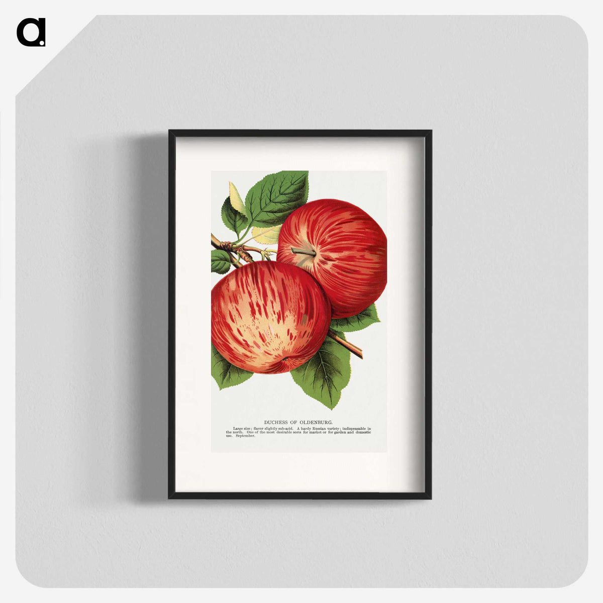 1-50_Botanical-Specimen-Plates_blk