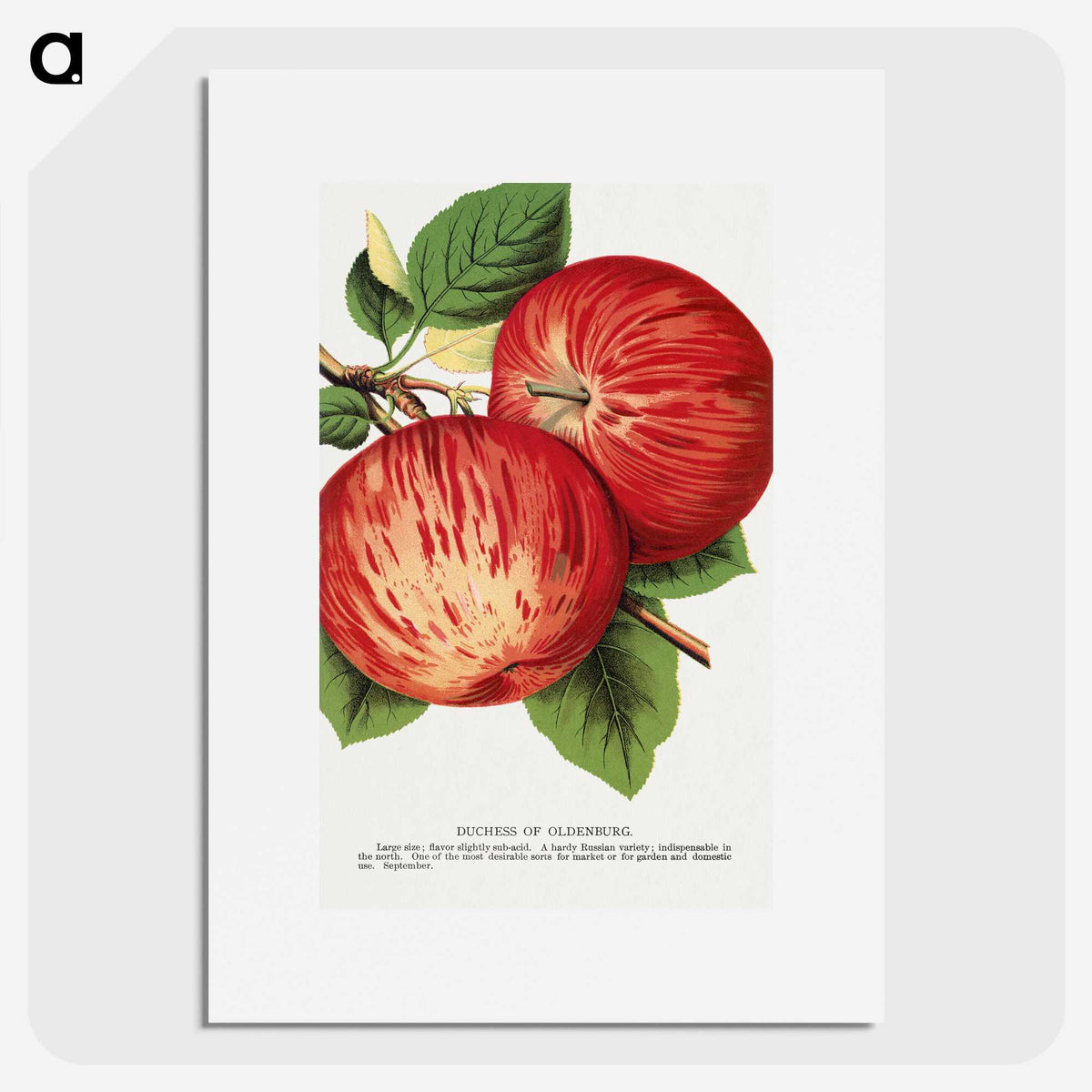 1-50_Botanical-Specimen-Plates_picture