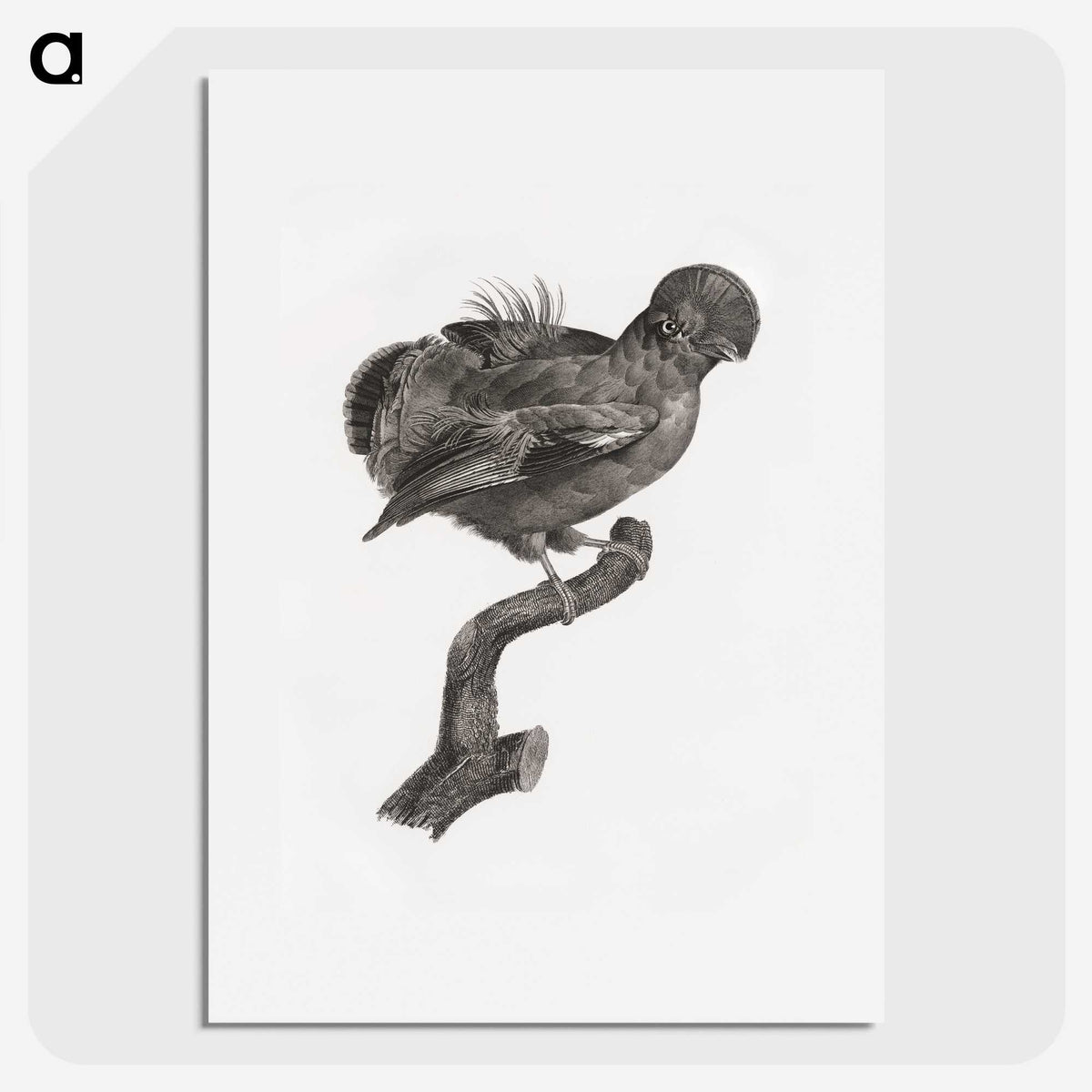 1-50_Des-Oiseaux-de-Paradis_picture