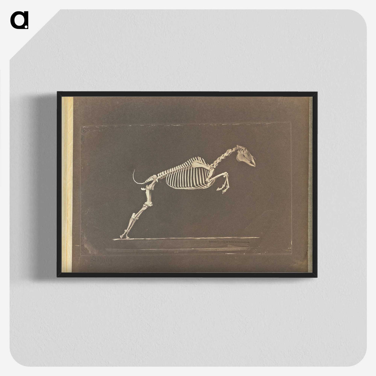 1-50_Eadweard-Muybridge_blk-crop