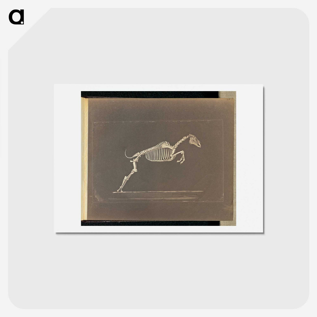 1-50_Eadweard-Muybridge_hagaki