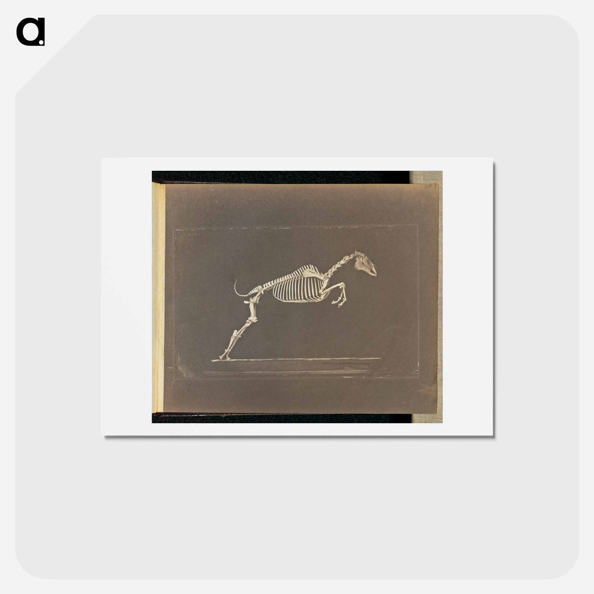 アートポストカード-Leaping
- エドワード マイブリッジ Postcard.
