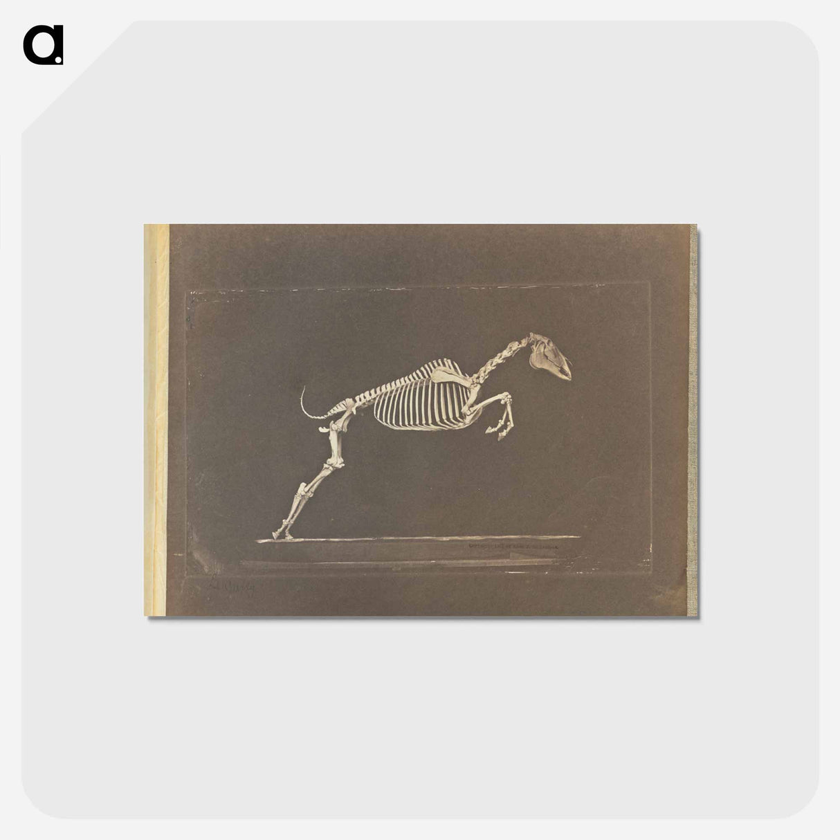 アートポストカード-Leaping
- エドワード マイブリッジ Postcard.