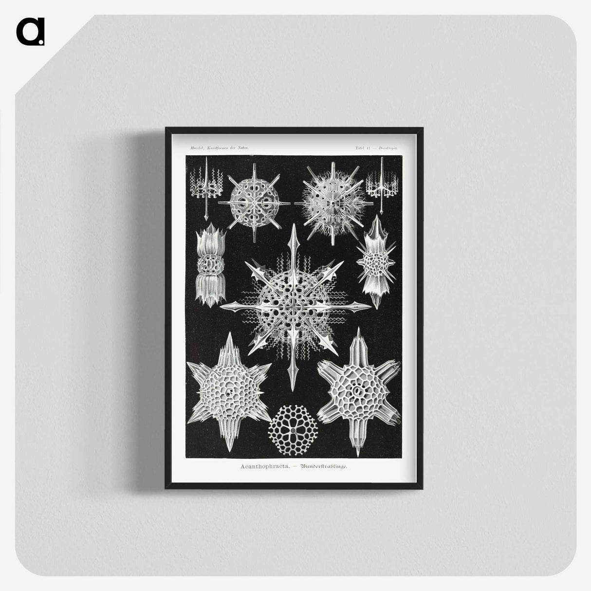 1-50_Ernst-Haeckel_blk-crop