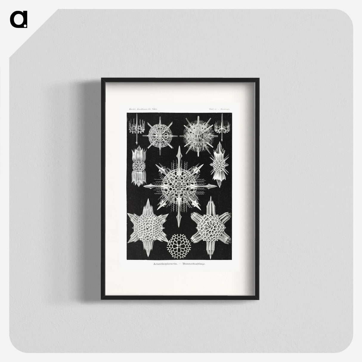 1-50_Ernst-Haeckel_blk