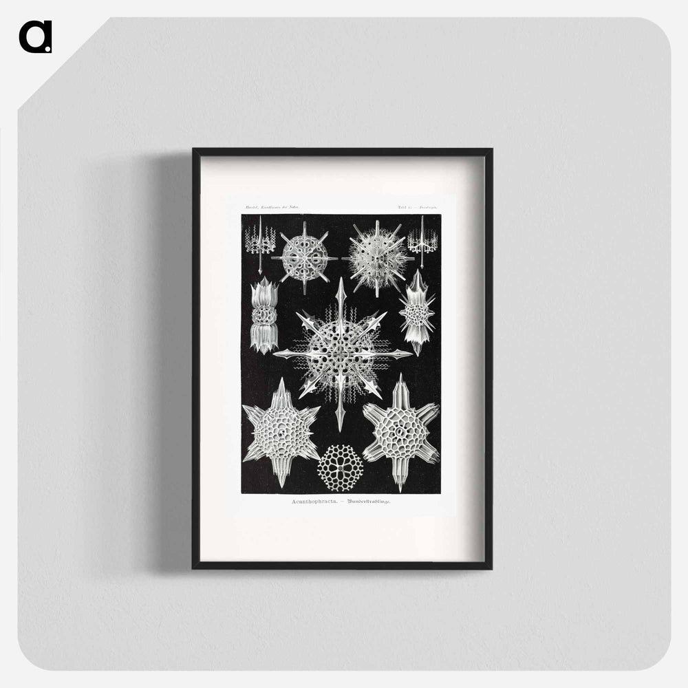 Acanthophracta–Wunderstrahlinge from Kunstformen der Natur - エルンスト ヘッケル Poster.