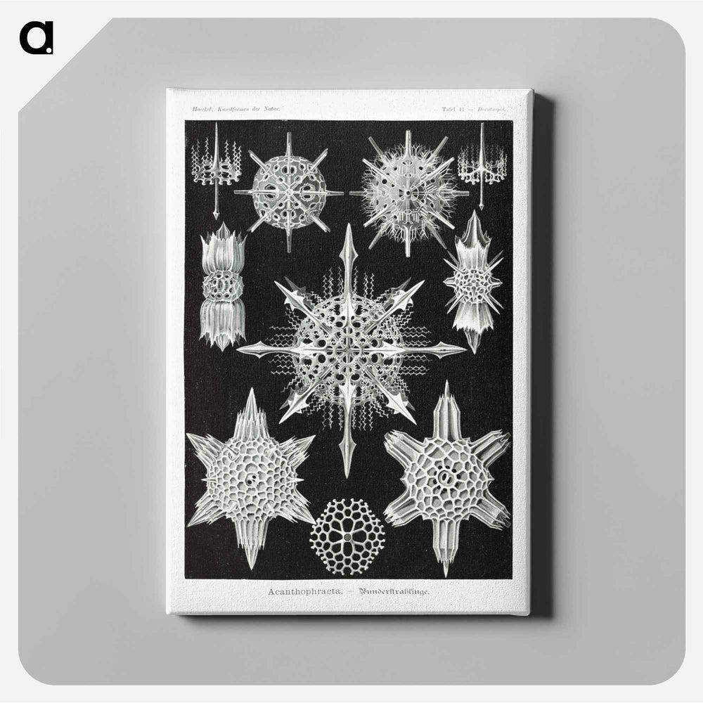 Acanthophracta–Wunderstrahlinge from Kunstformen der Natur - エルンスト ヘッケル Canvas.