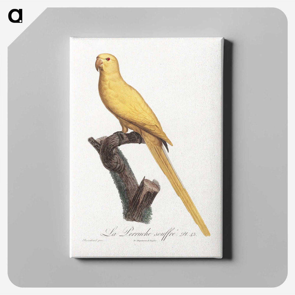 1-50_Francois-Levaillant_canvas