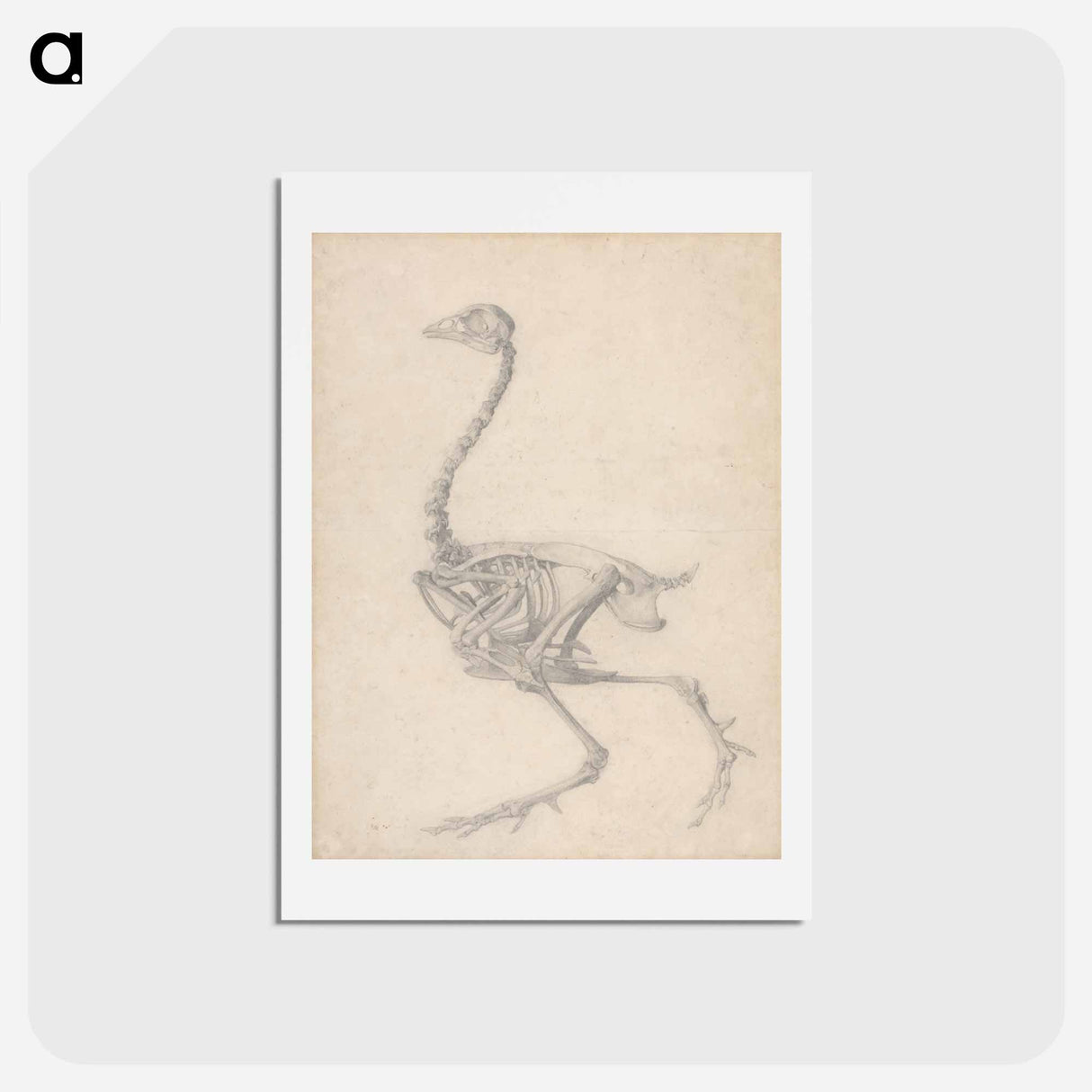 アートポストカード-Fowl Skeleton, Lateral View
- ジョージ スタッブス Postcard.