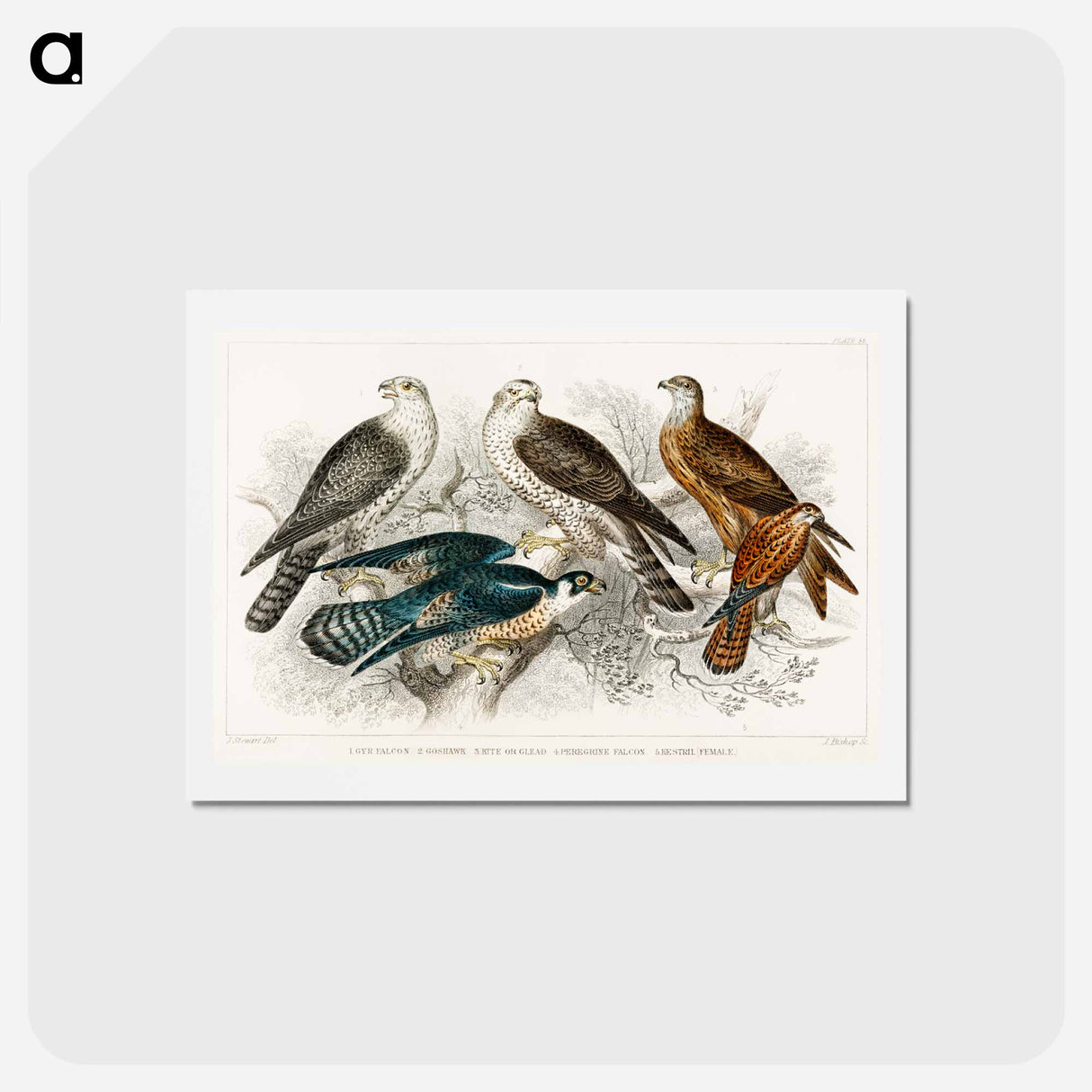 アートポストカード-Birds of Prey
- ゴールドスミスの生き生きとした自然 Postcard.