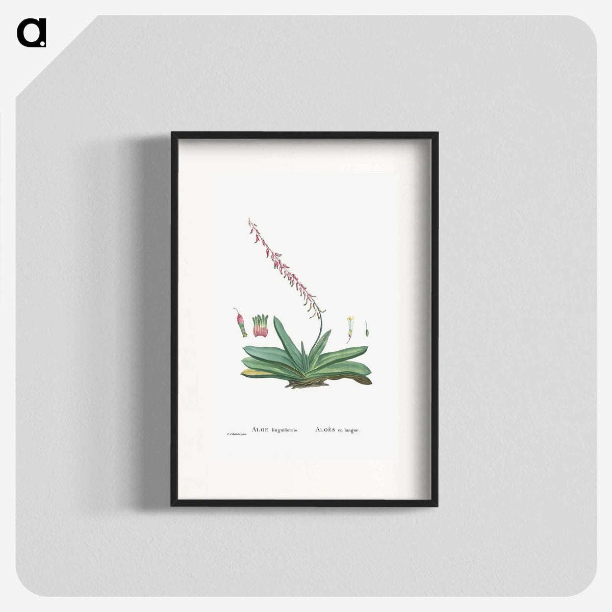 1-50_Histoire-des-Plantes-Grasses_blk