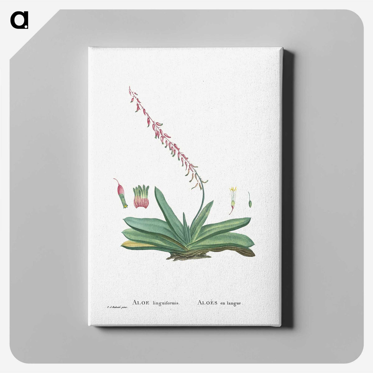 1-50_Histoire-des-Plantes-Grasses_canvas