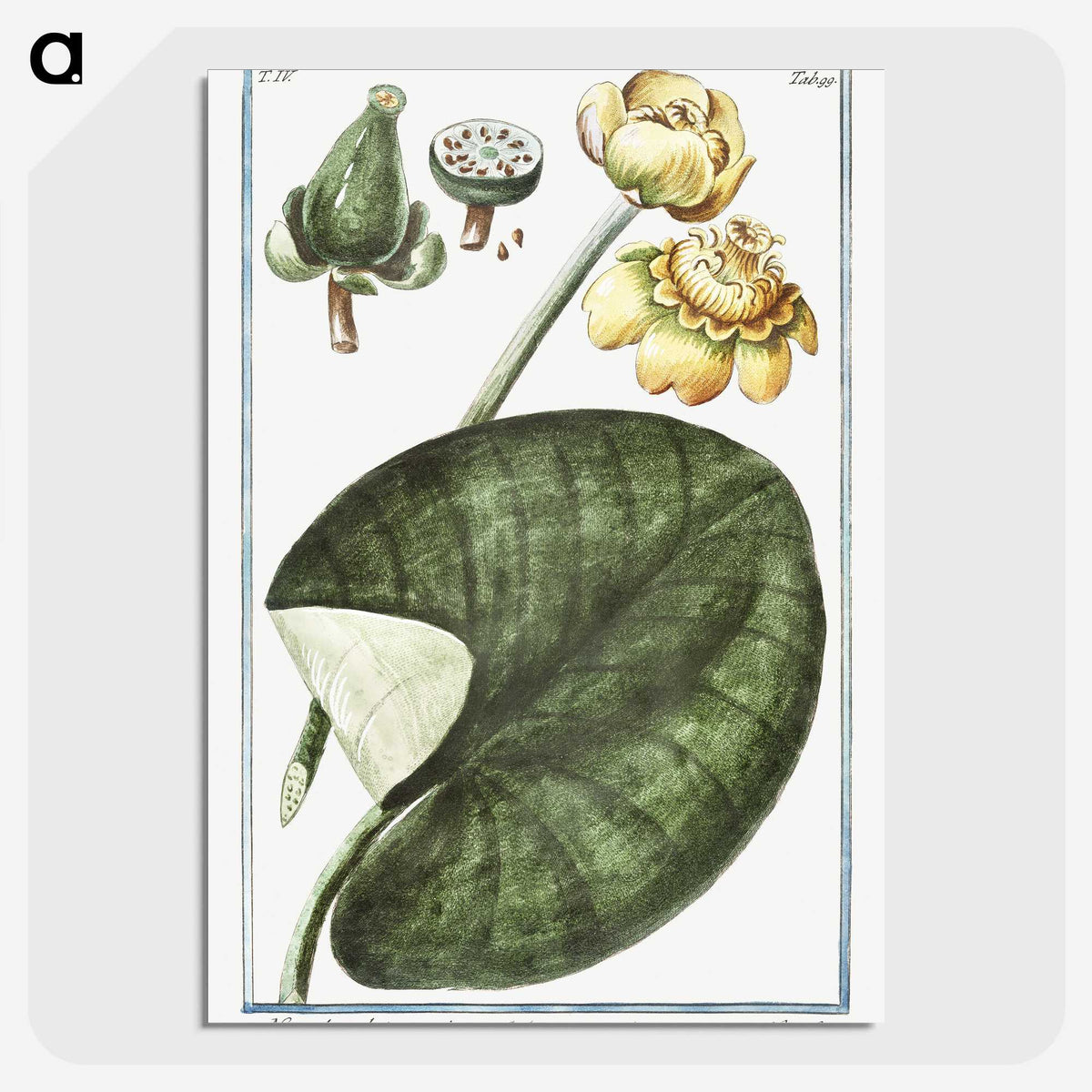 1-50_Hortus-Romanus-Botanical-Plates_picture-crop