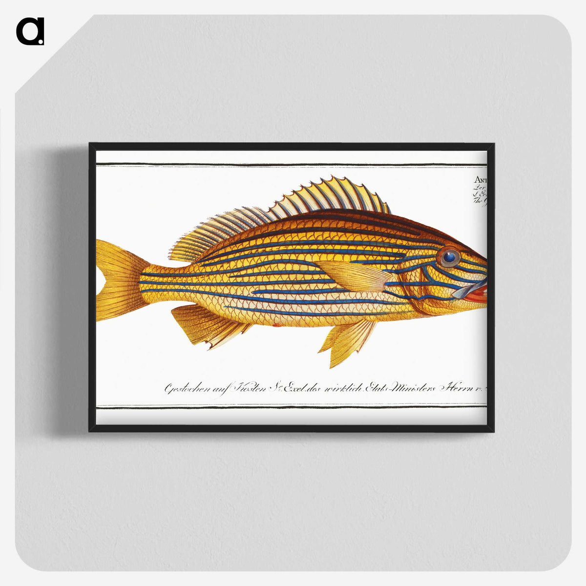 1-50_Ichtyologie-ou-Histoire-naturelle_blk-crop