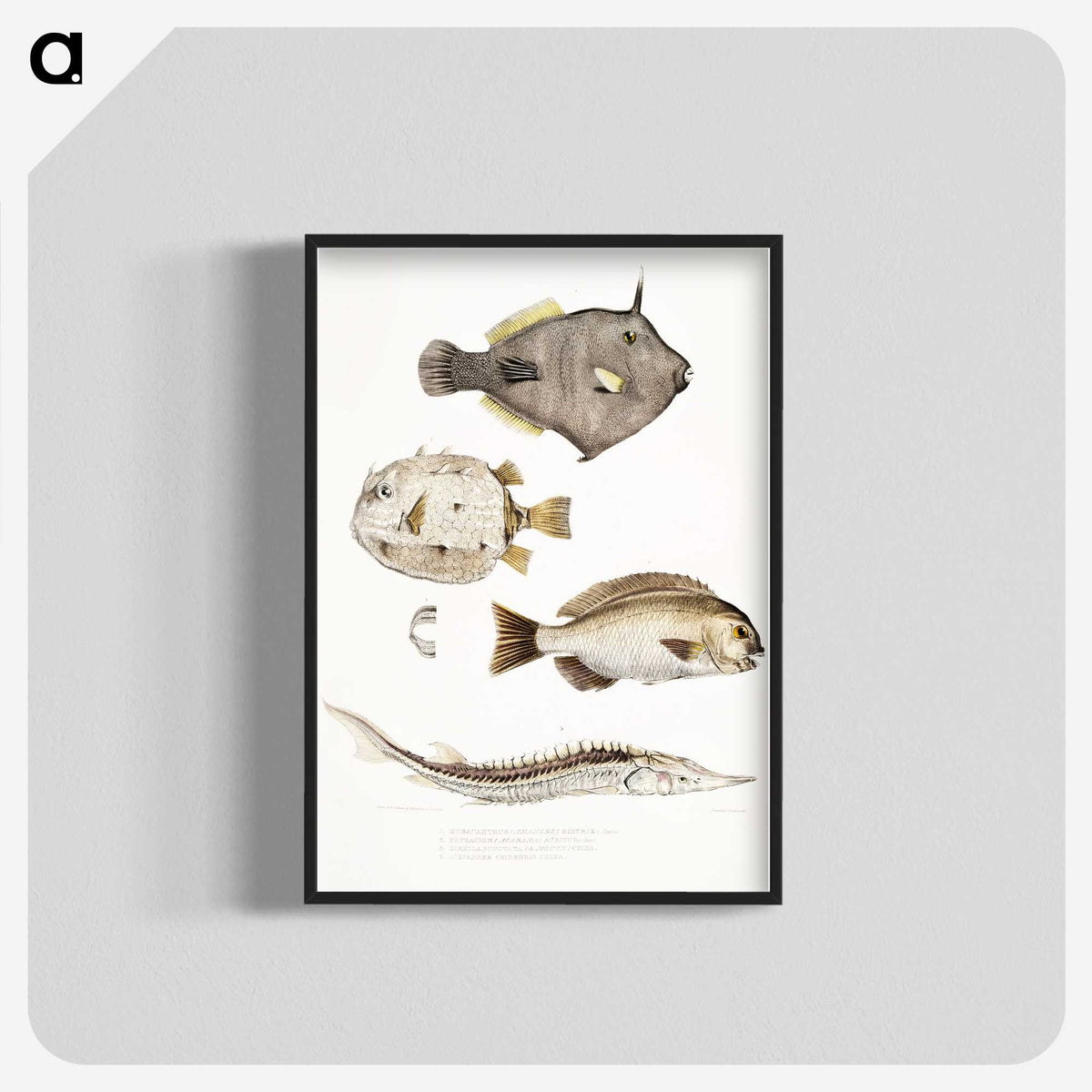 1-50_Indian-Zoology_blk-crop