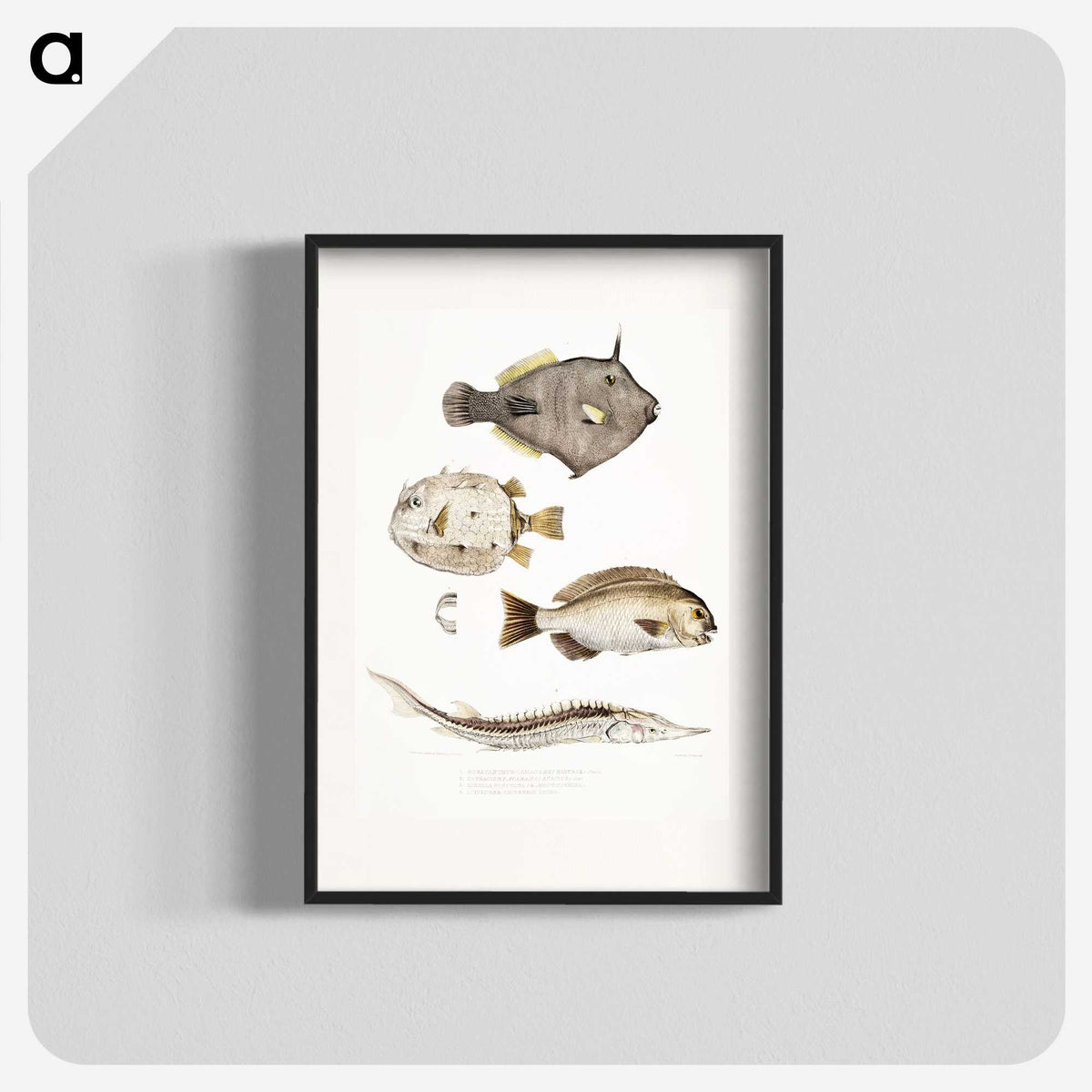 1-50_Indian-Zoology_blk