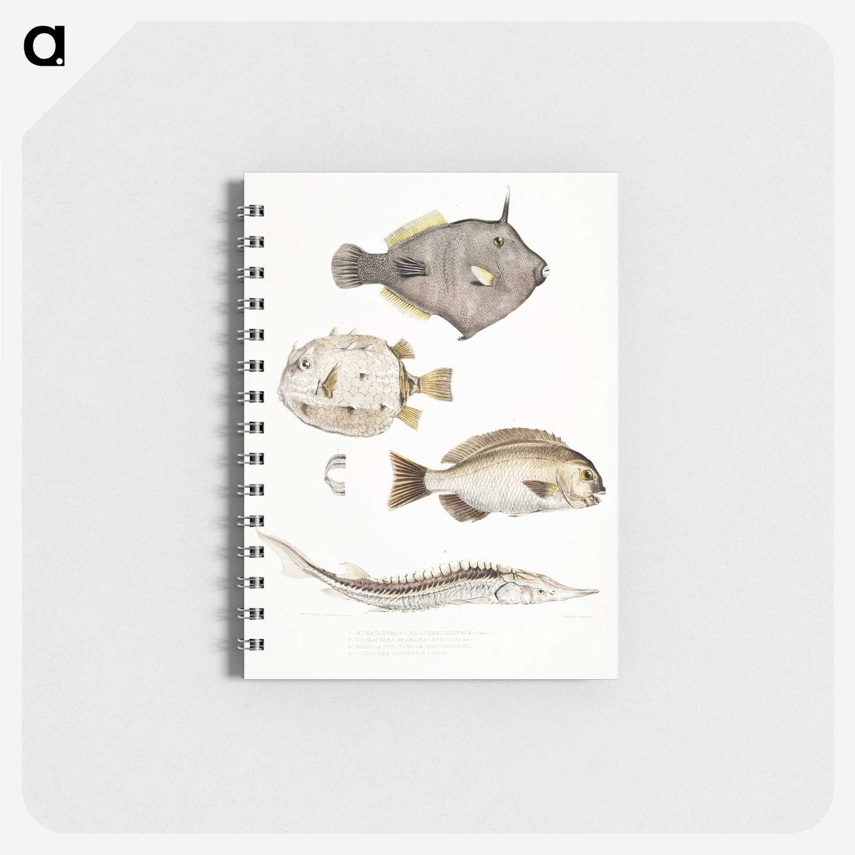 1-50_Indian-Zoology_memo