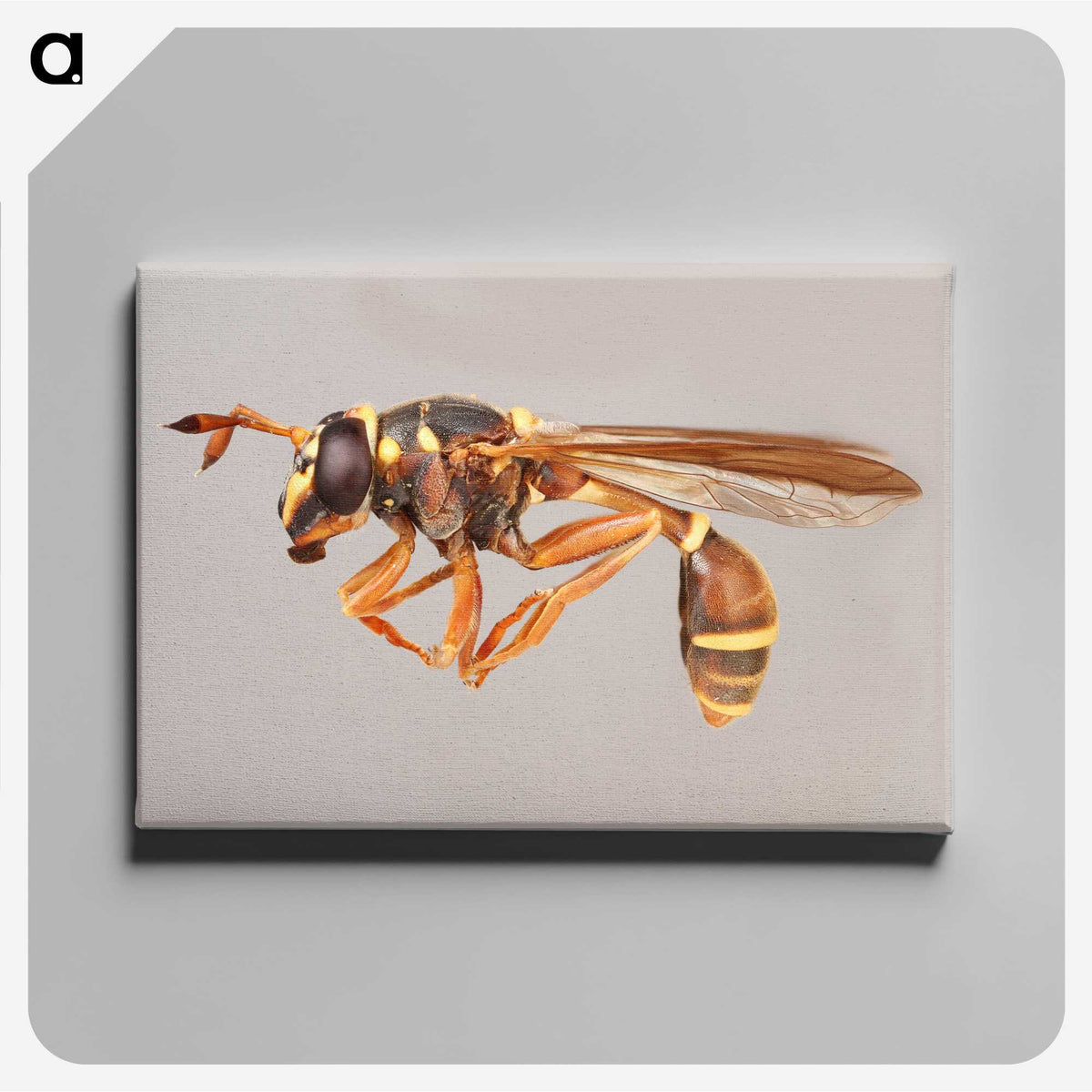 1-50_Insects-Unlocked-Project_canvas