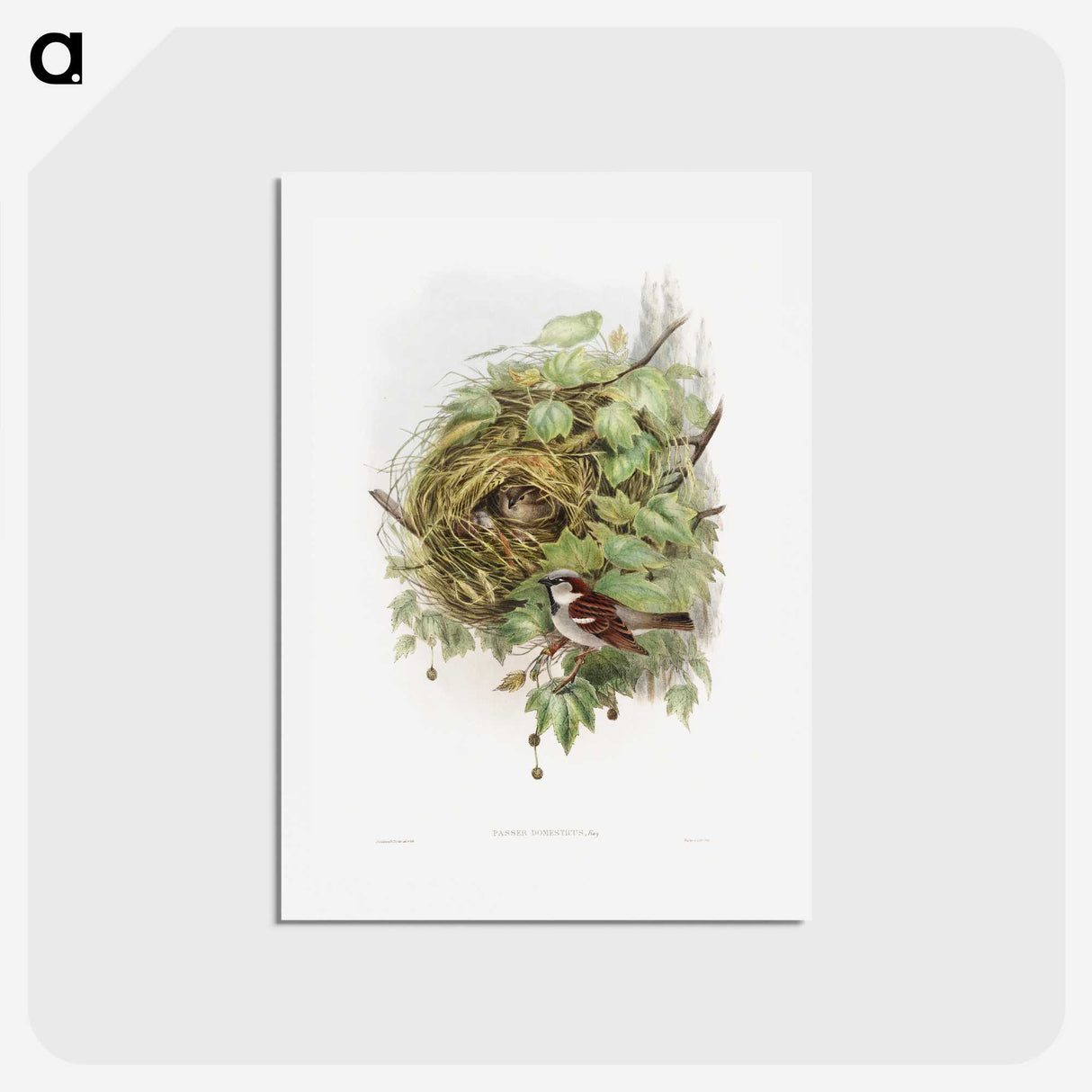 1-50_John-Gould_hagaki