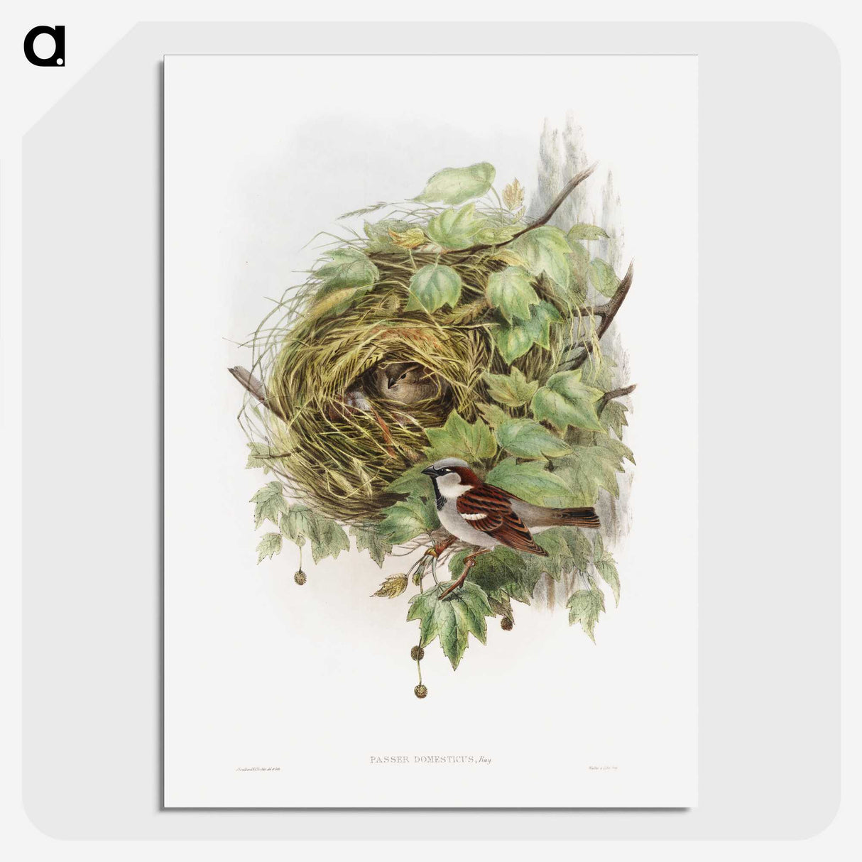 1-50_John-Gould_picture-crop