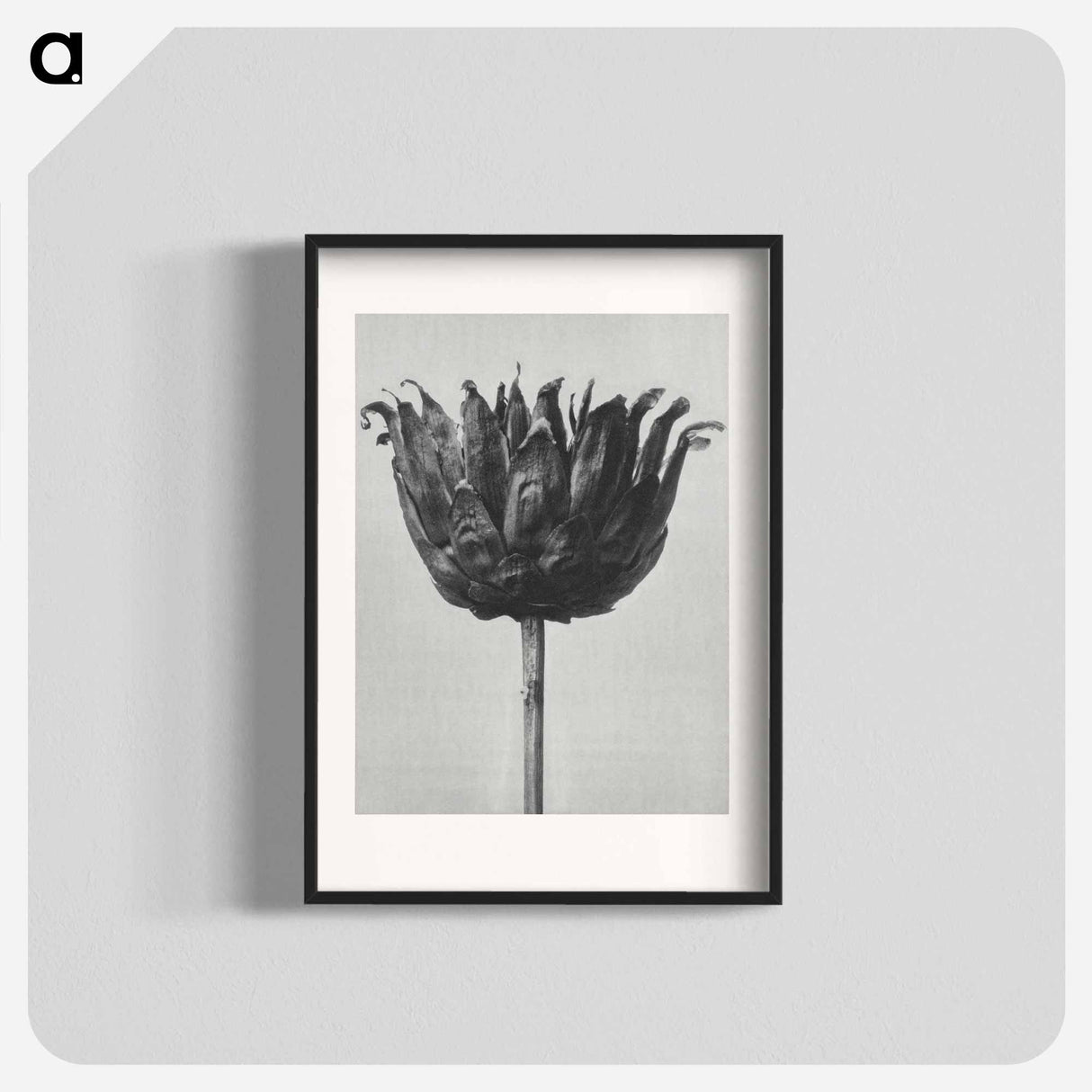 アートポスター-Centaurea Ruthenica - カール ブロスフェルト Poster.