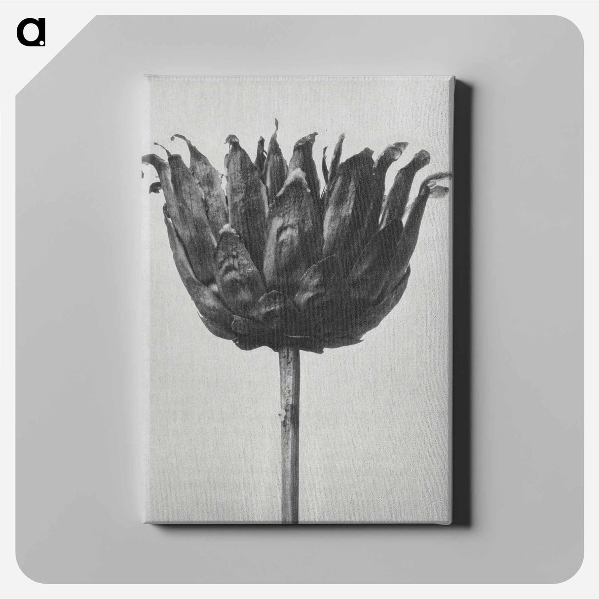 アートパネル-Centaurea Ruthenica - カール ブロスフェルト Canvas.