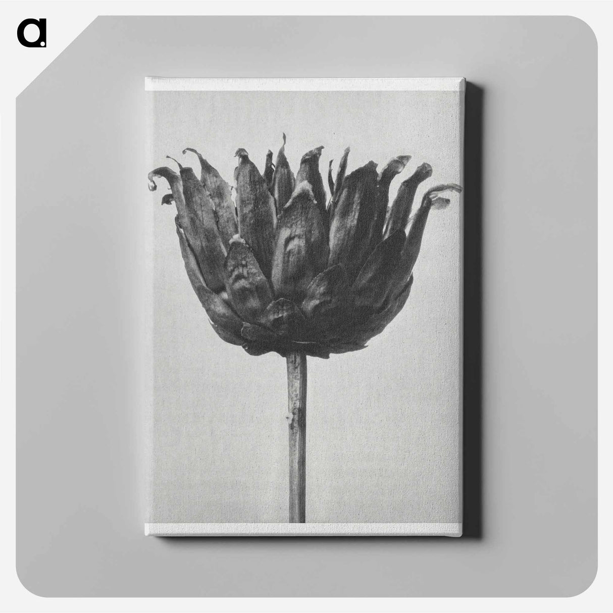 Centaurea Ruthenica - カール ブロスフェルト Canvas.