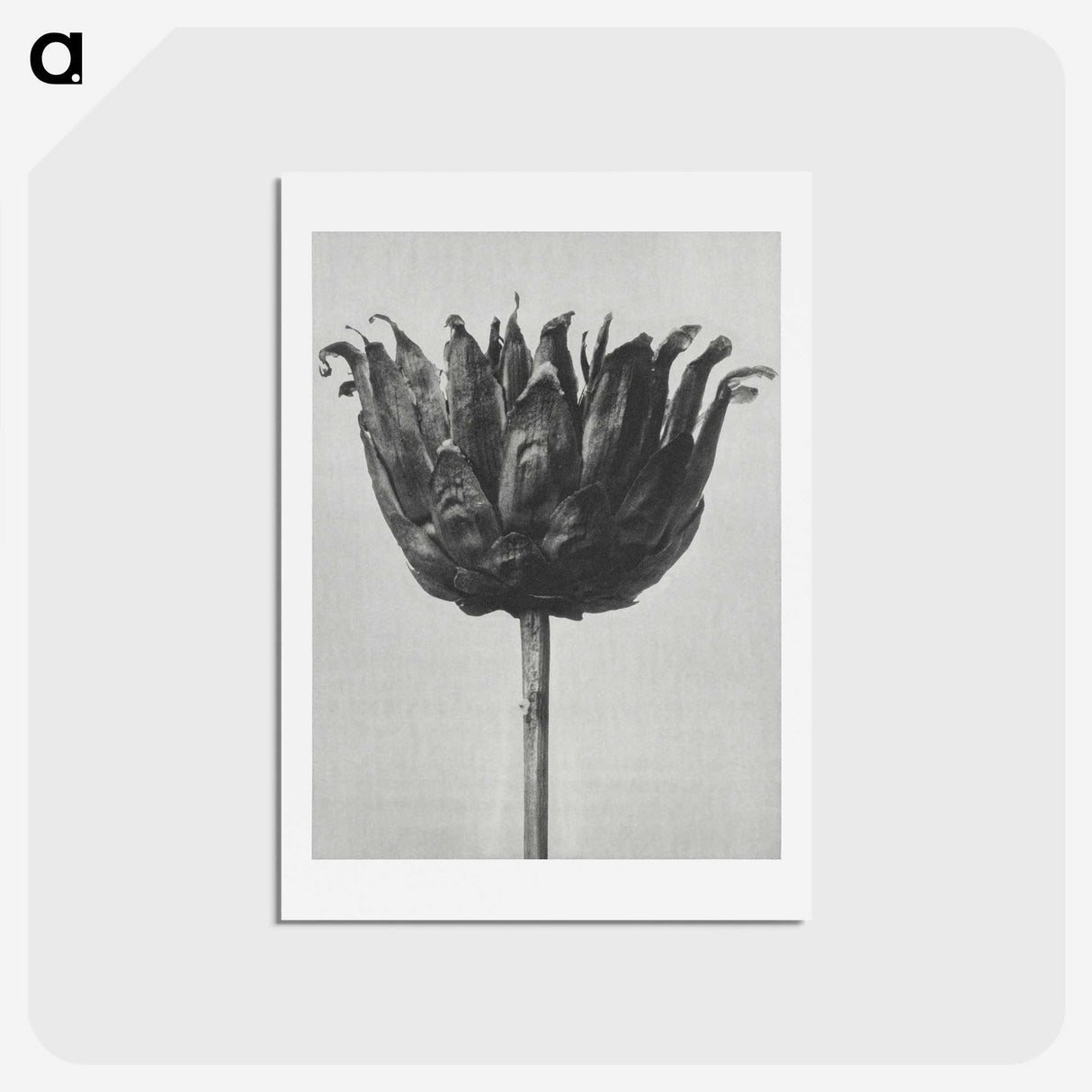 1-50_Karl-Blossfeldt_hagaki