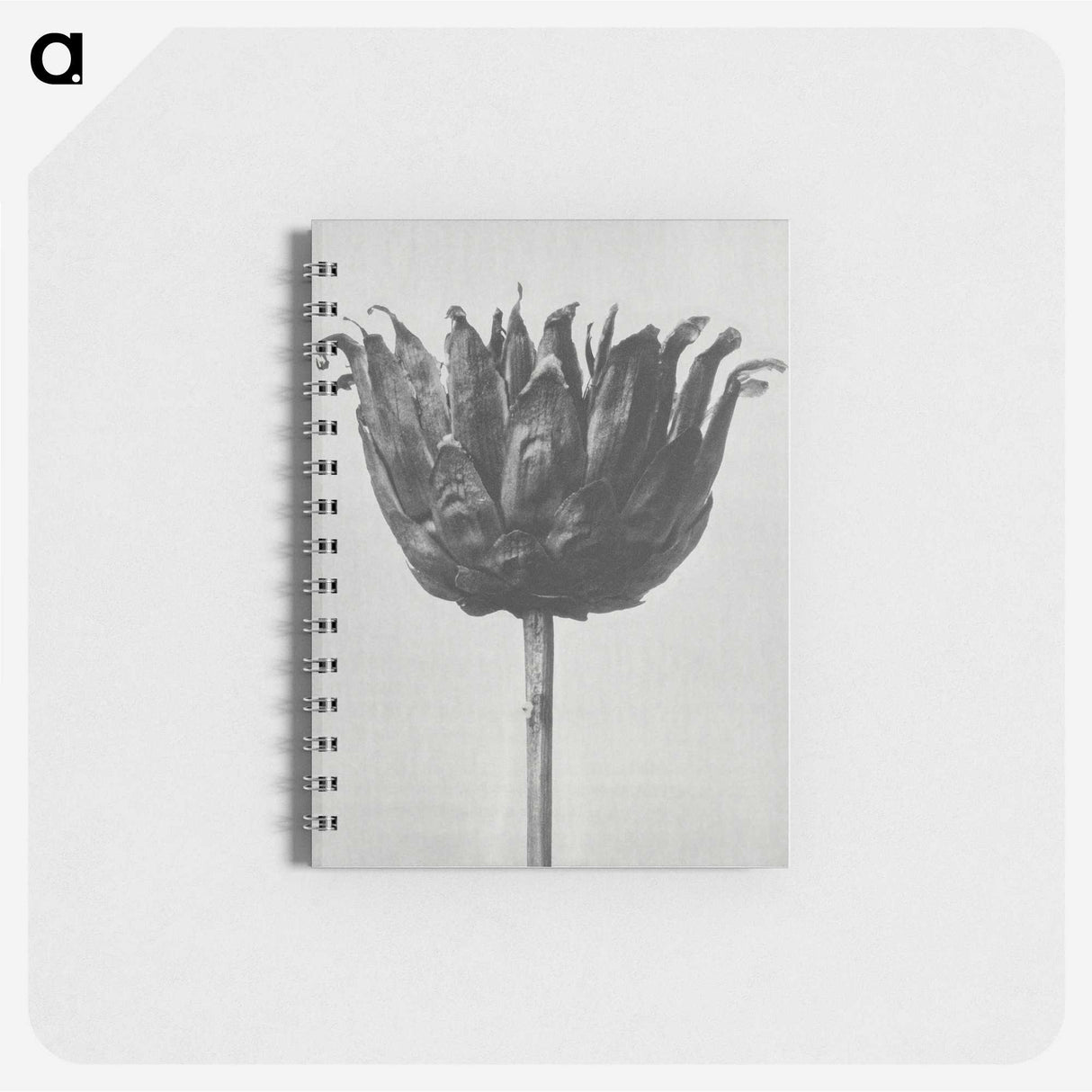1-50_Karl-Blossfeldt_memo