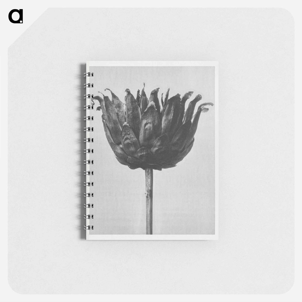 Centaurea Ruthenica - カール ブロスフェルト Memo.