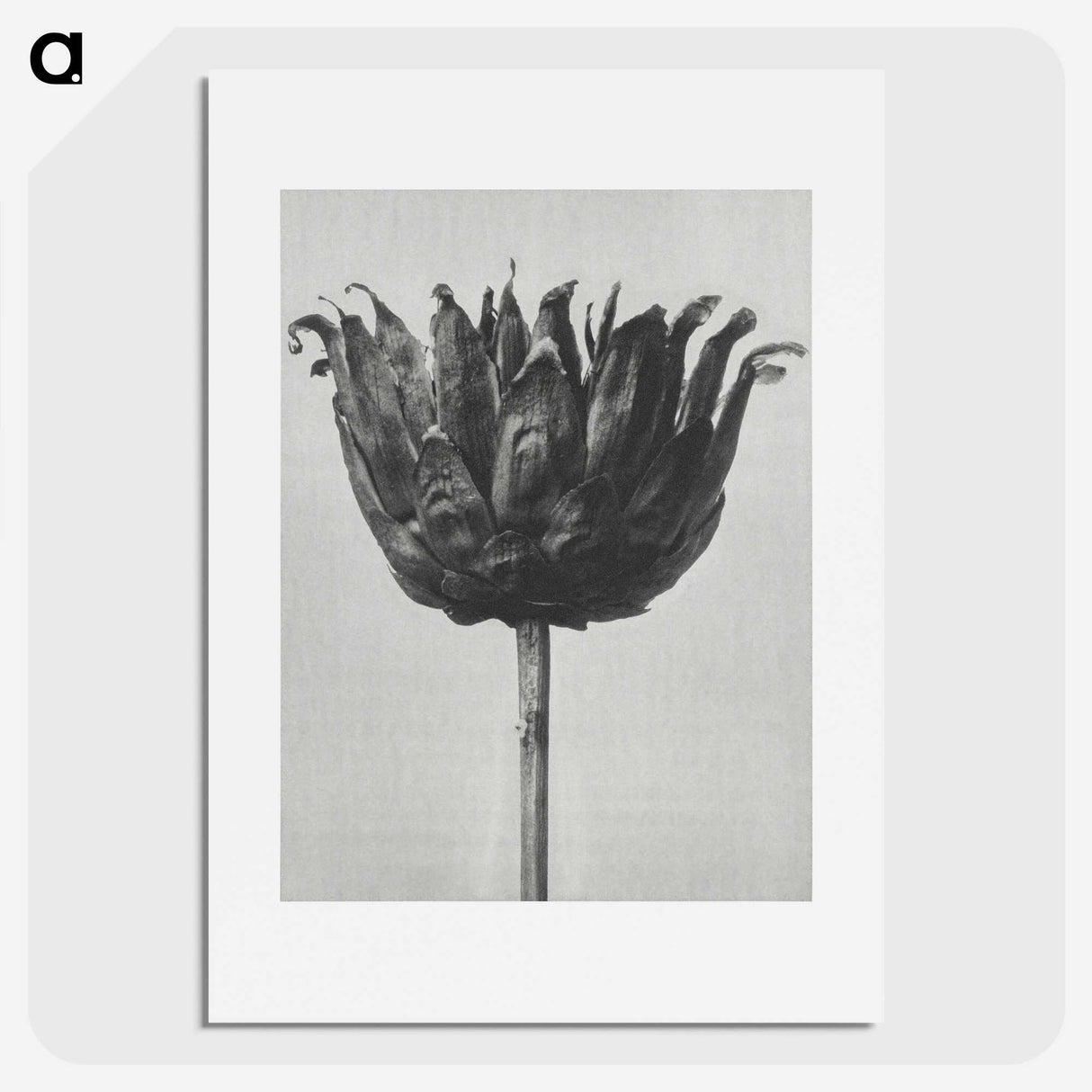 1-50_Karl-Blossfeldt_picture