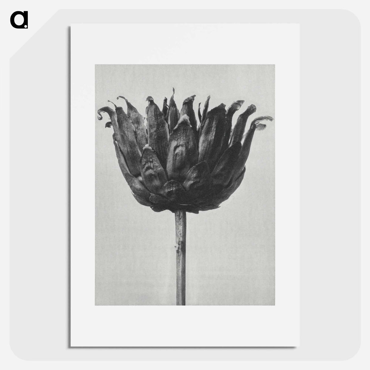 アートポスター-Centaurea Ruthenica - カール ブロスフェルト Poster.