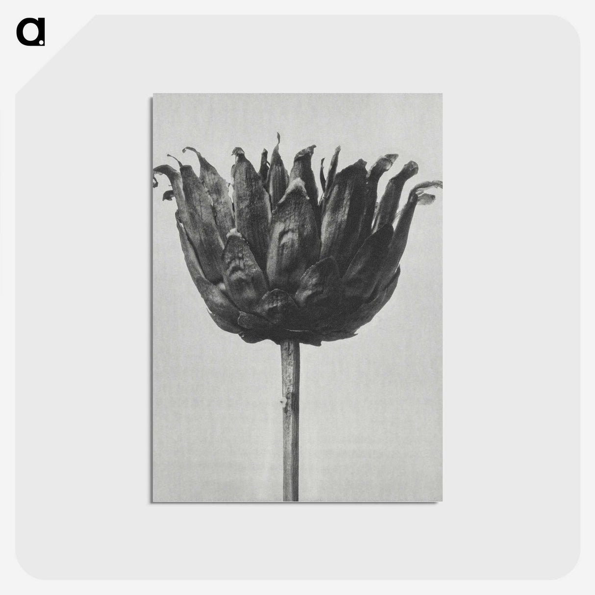 1-50_Karl-Blossfeldt_postcard