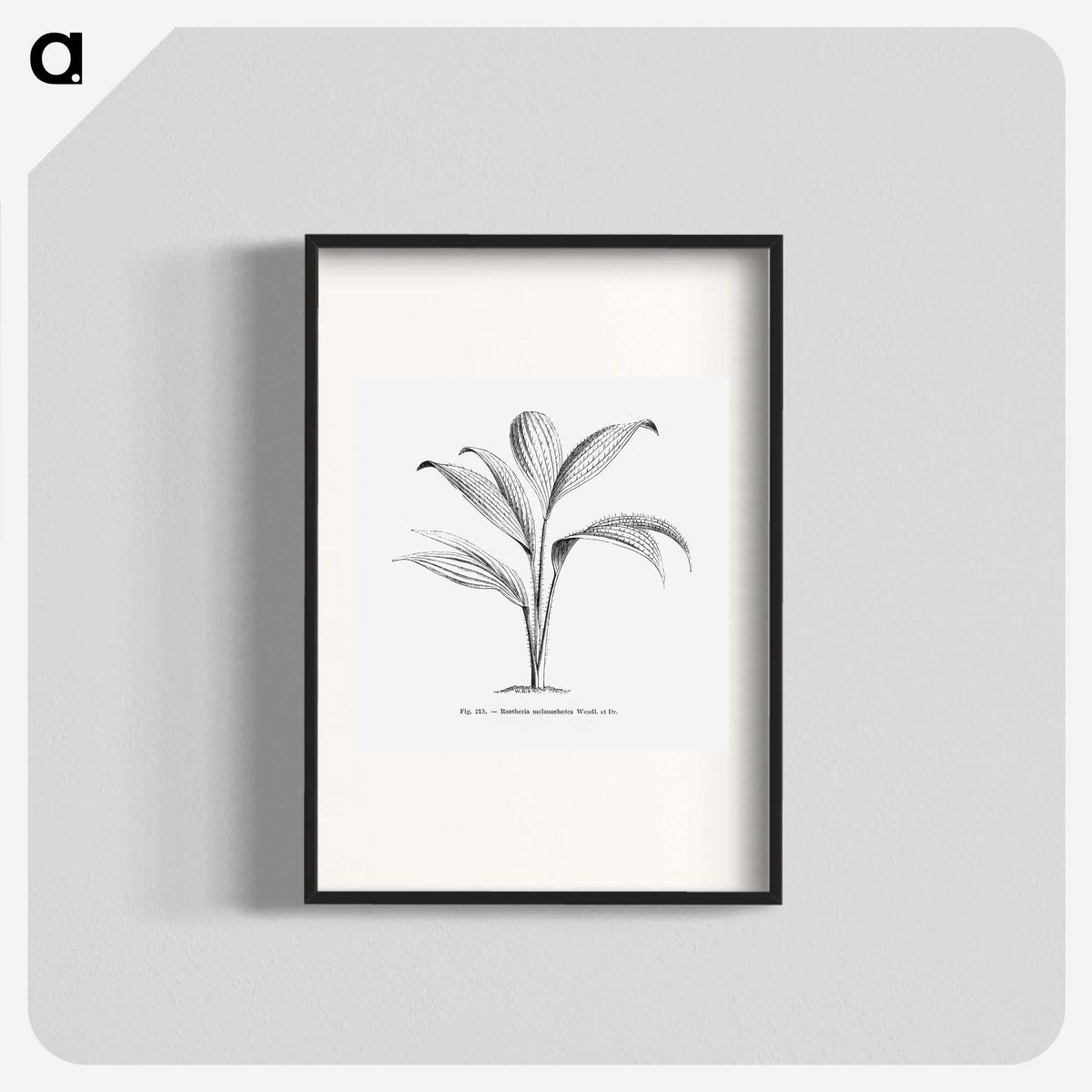 1-50_Les-Palmiers-Histoire-Iconographique_blk