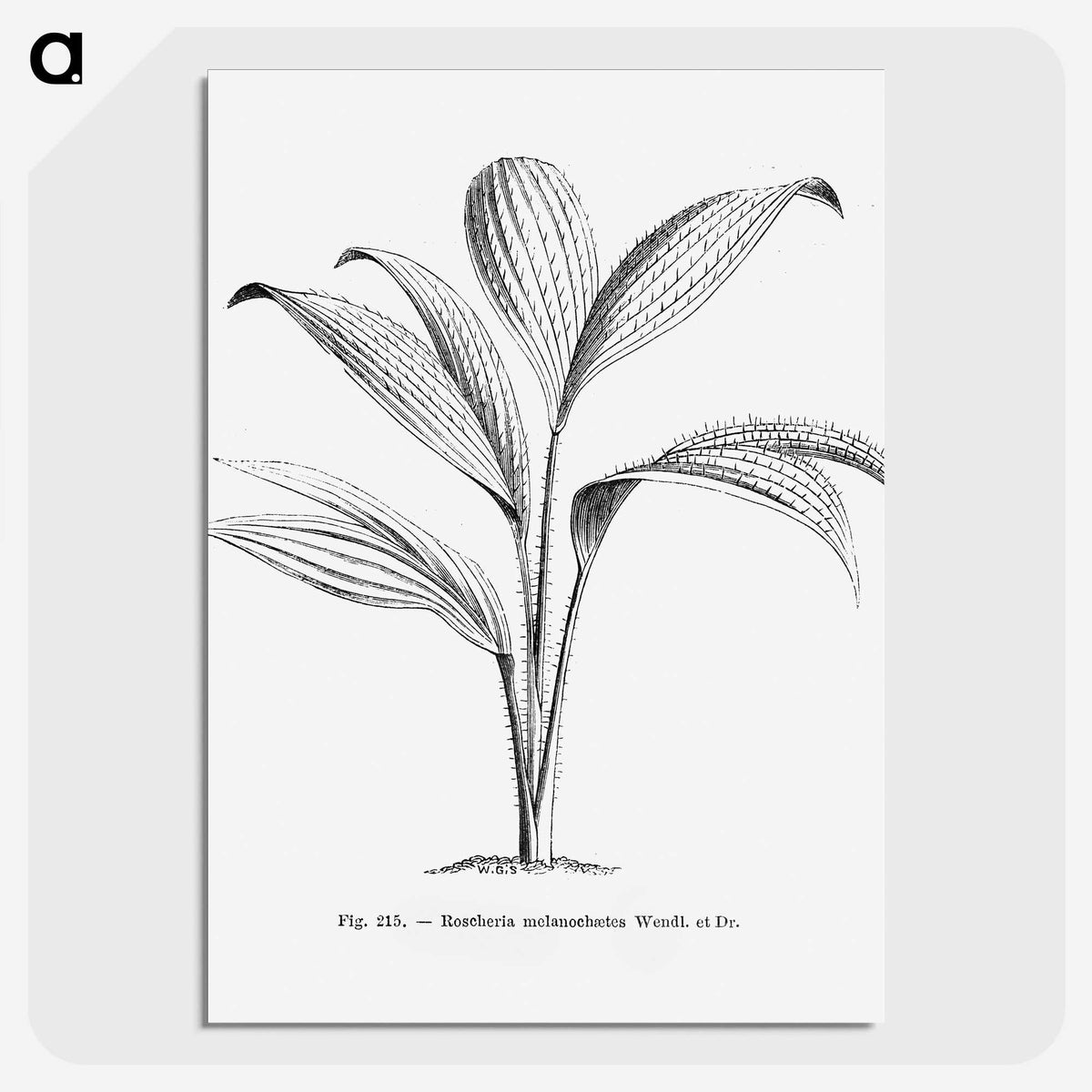 1-50_Les-Palmiers-Histoire-Iconographique_picture-crop