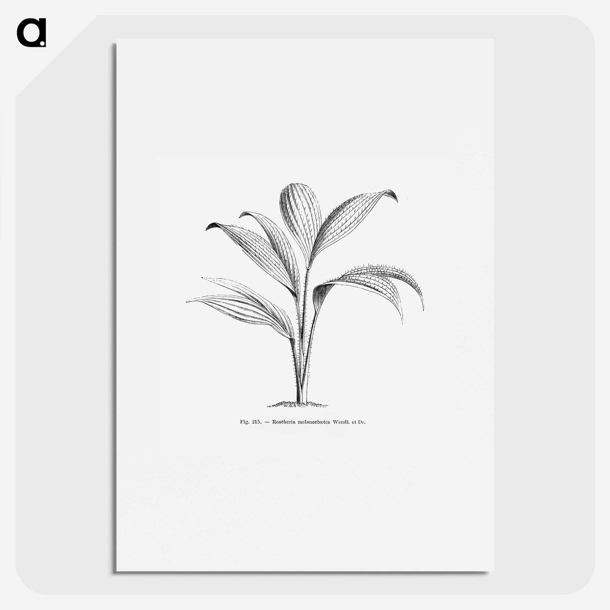 1-50_Les-Palmiers-Histoire-Iconographique_picture