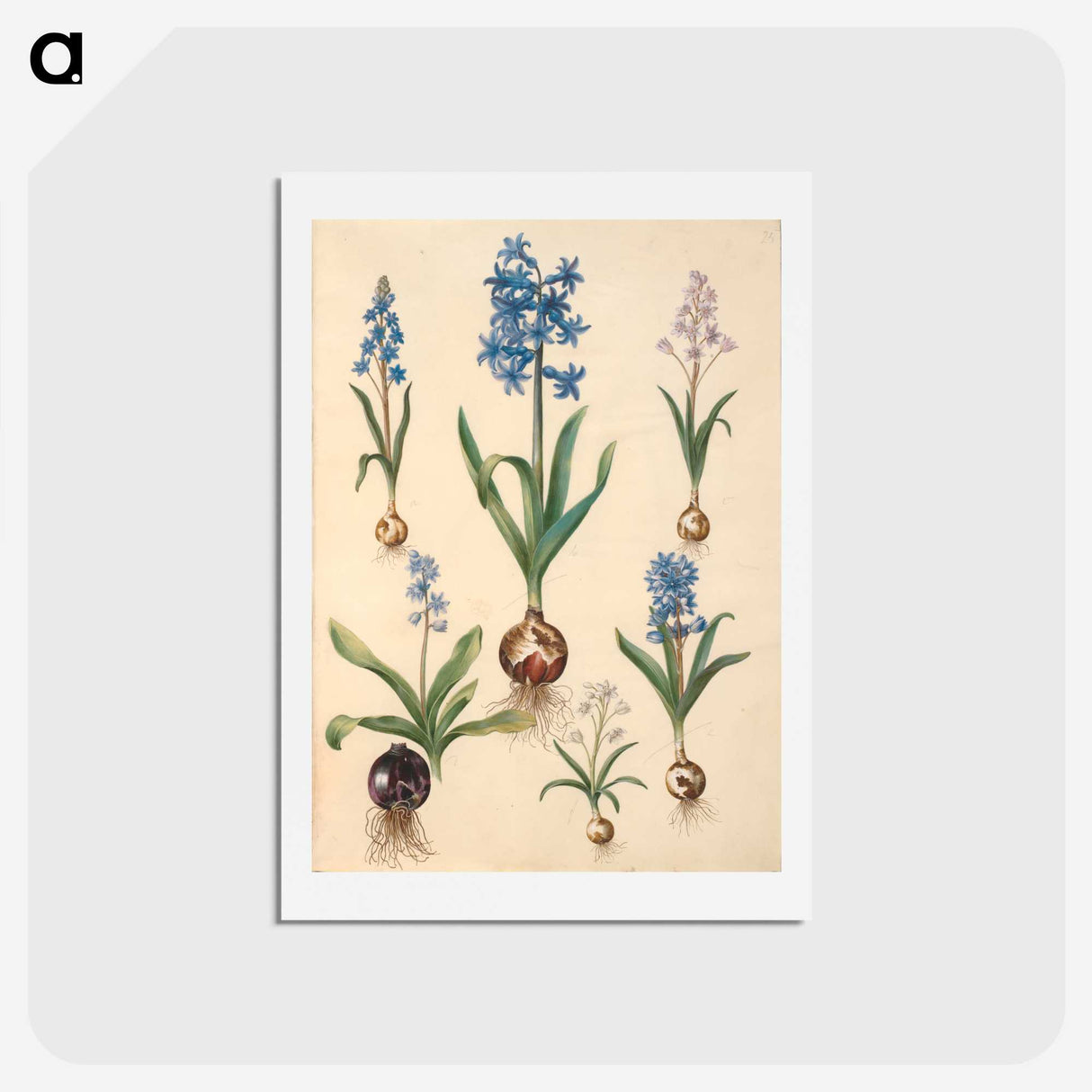 1-50_Maria-Sibylla-Merian_hagaki