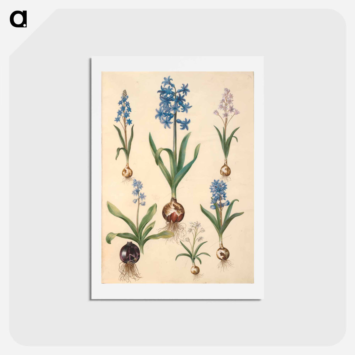 アートポストカード-Scilla, Hyacinth, and Scilla
- マリア ジビーラ メーリアン Postcard.