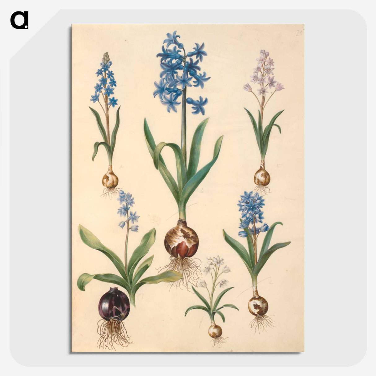 1-50_Maria-Sibylla-Merian_picture-crop