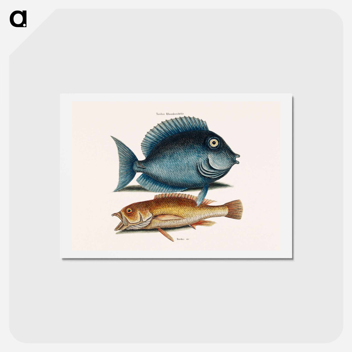 アートポストカード-Tang and Yellow Fish
- マーク ケイツビー Postcard.
