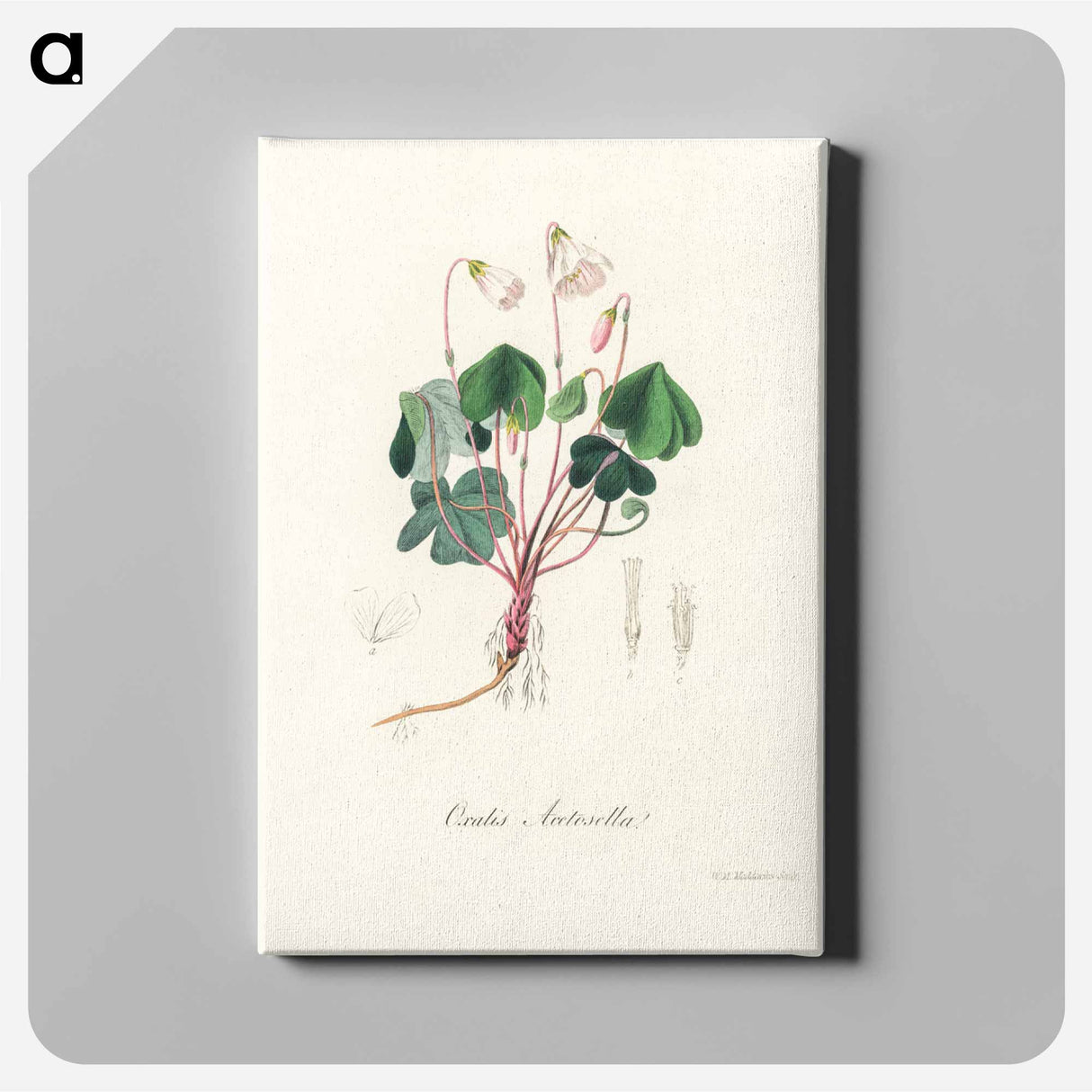 アートパネル-Oxalis acetosella
- 薬用植物学 Canvas.