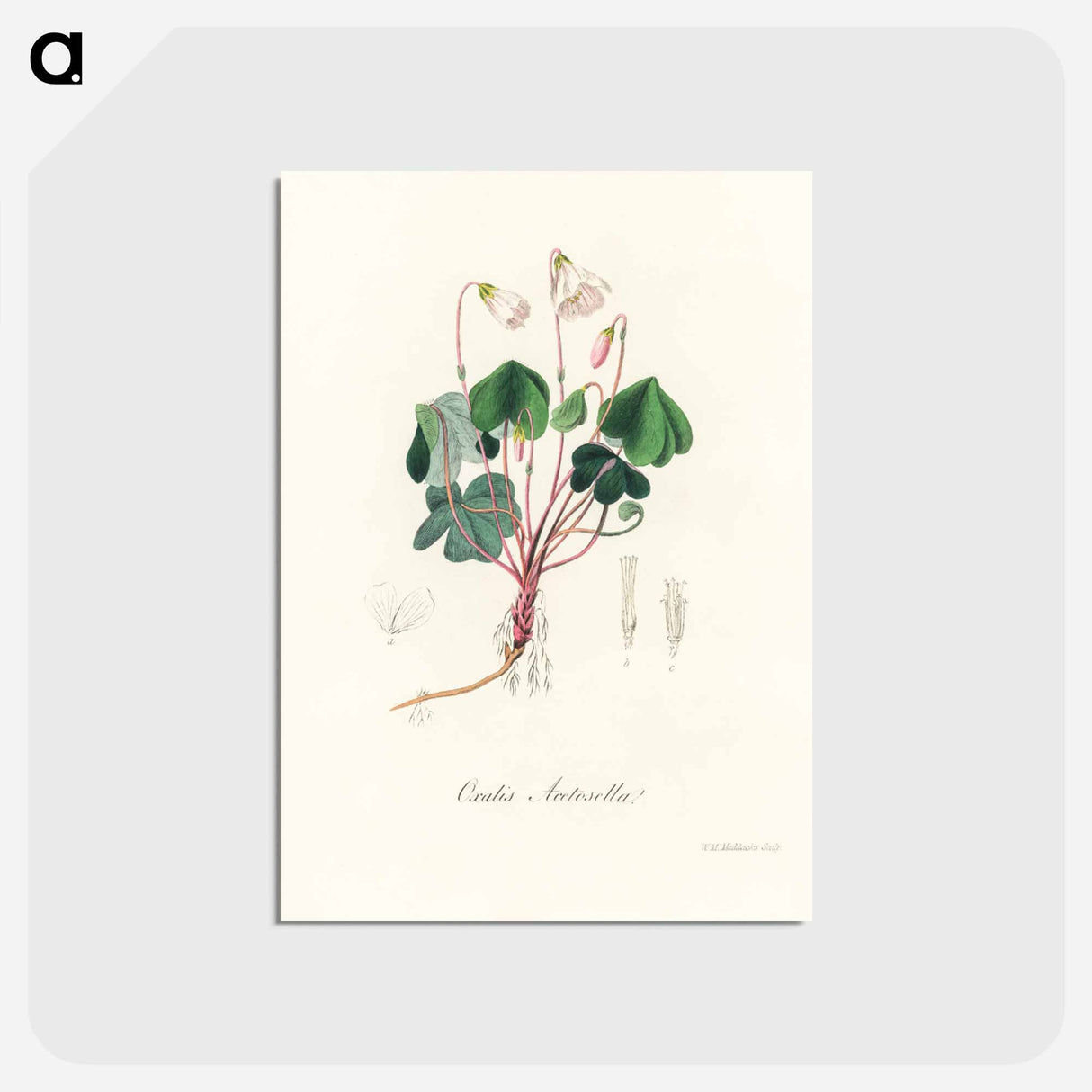 アートポストカード-Oxalis acetosella
- 薬用植物学 Postcard.