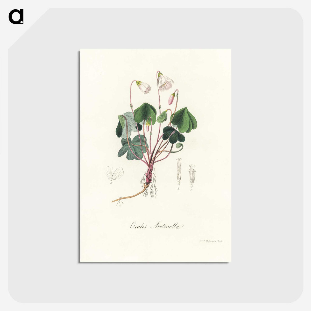 1-50_Medical-Botany_postcard